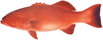 Coral Trout
